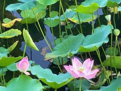 -荔湾湖公园