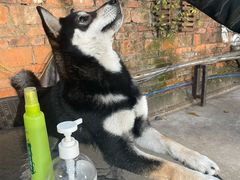 -柴犬高等学院·狗咖·柴犬售卖·宠物训练