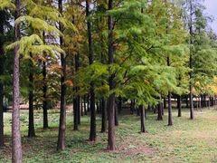 -梁鸿国家湿地公园