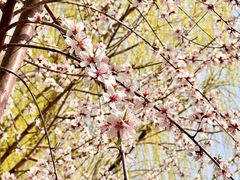 -桃花堤公园