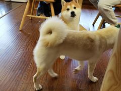 -豆柴町-柴犬主题狗咖(红鼎国际C座店)