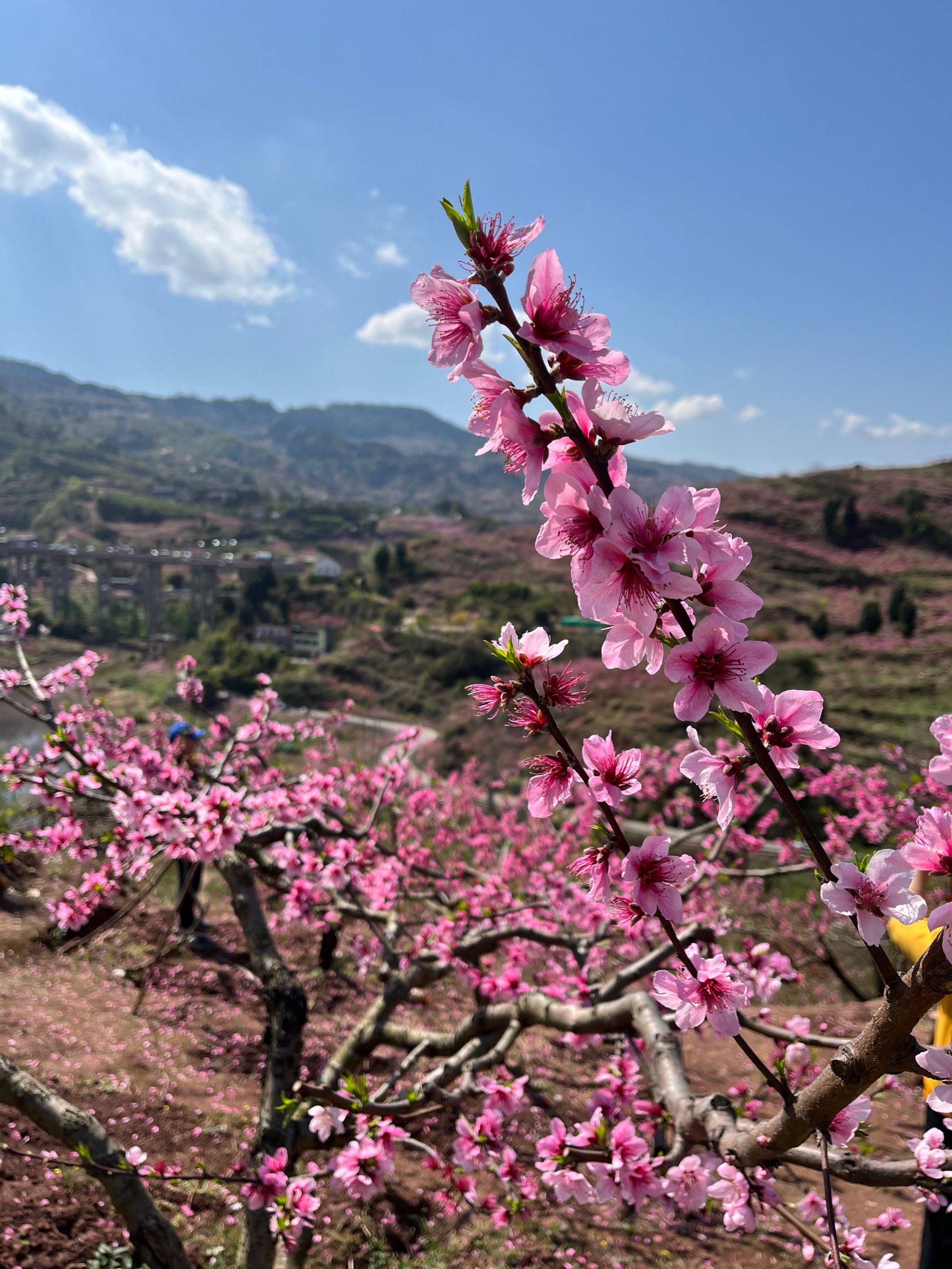 成都龙泉桃花图片