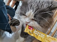 -Catmate·猫肥家润(金润铂宫店)