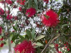 -桤木河湿地公园