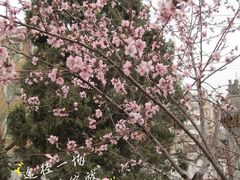 -桃花堤公园