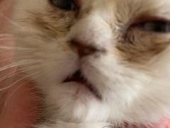 -猫十亿·布偶金渐层·曼基康矮脚猫舍(青年路店)