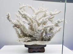 -贝壳王国博物馆