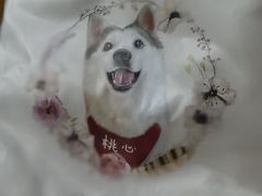 -Husky Go! 哈士奇体验馆·宠物咖啡厅狗咖
