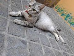 -猫岛主趣味餐厅(鼓浪屿店)