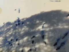 -中国扬子鳄村