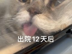 -伟伟宠物医院·瑞派猫友好医院·猫科(光谷店)