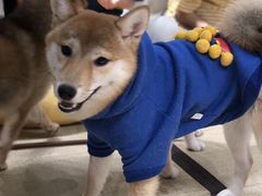 -逗柴咖啡屋·狗咖猫咖宠物桌游