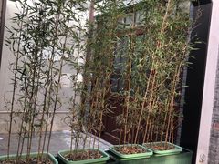 -星巴克臻选(上海今潮8弄店)