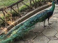 -昆明动物园