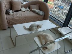 -怪兽屋·羊驼·猫咖·狗咖(俊华广场店)