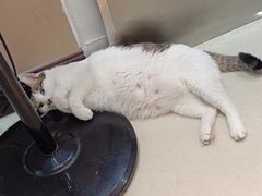 -安安宠医安欣宠物医院