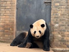 -都江堰中华大熊猫苑