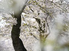 -上海辰山植物园