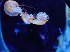-大连圣亚海洋世界