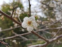 -广州市白云山风景名胜区