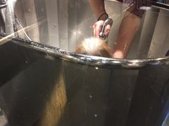 -PETKIT 小佩宠物·低压洗护·美容·寄养(安远店)