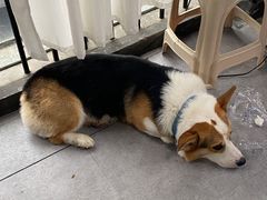 -阿尔法海鲜排档(爱琴海店)