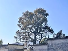 -塔川景区