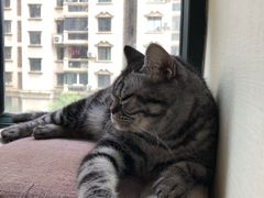 -Meowの猫咖(万家丽店)