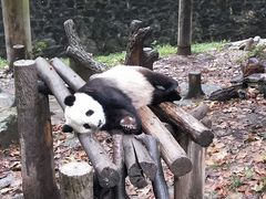 -都江堰中华大熊猫苑