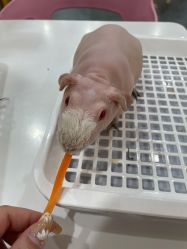 -Moni星球萌宠·小马宝莉·灵蛇·高端高阶全萌宠互动体验俱乐部(红豆国际广场店)