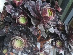 -金科花卉市场