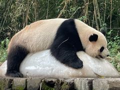 -广州长隆野生动物世界