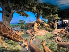 -国家自然博物馆