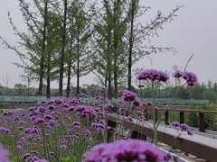 -汉长安城未央宫国家考古遗址公园