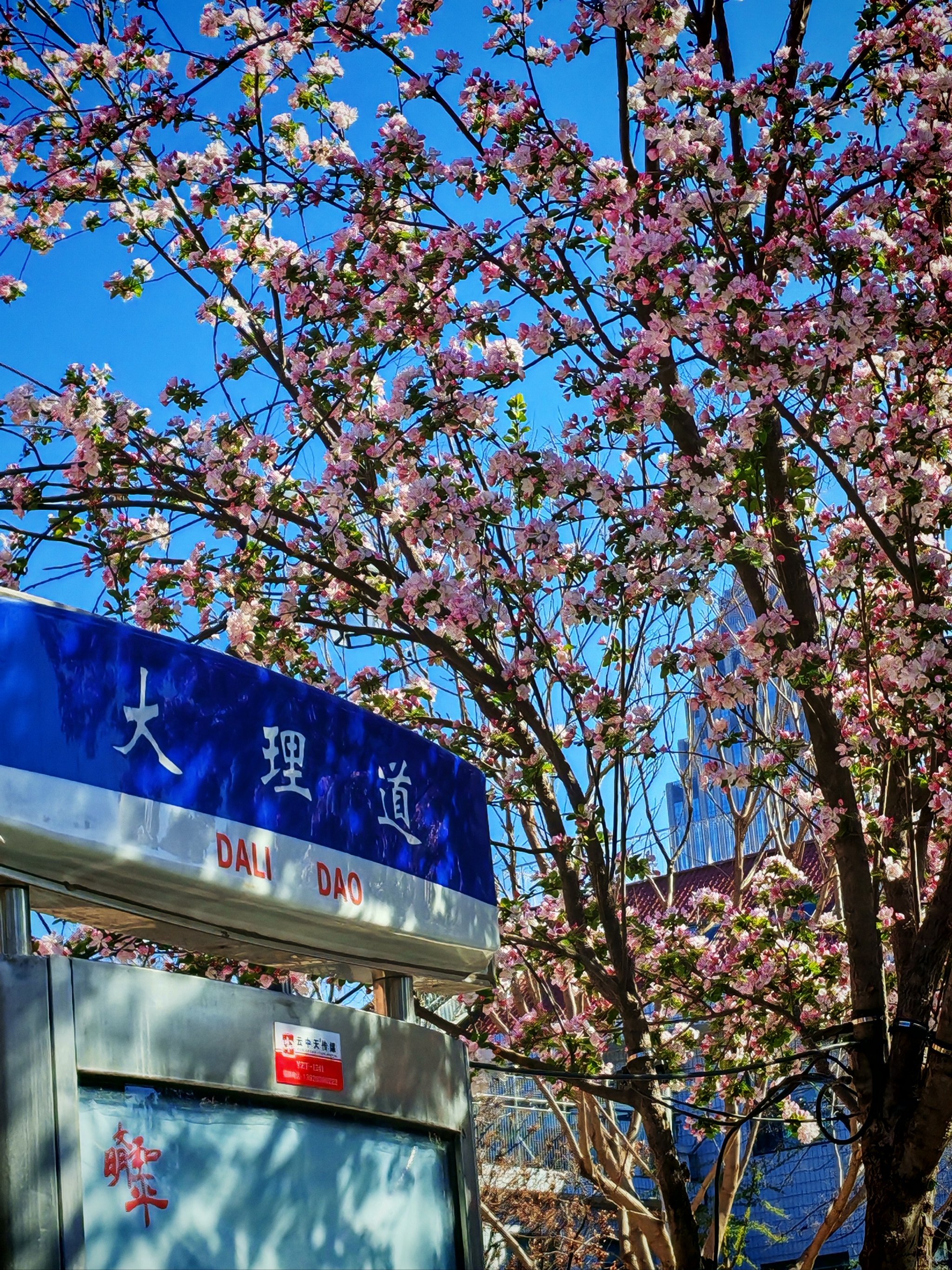 30日实拍大理道海棠花盛开情景!