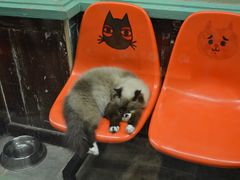 -猫咪博物馆(顶澳仔猫街店)