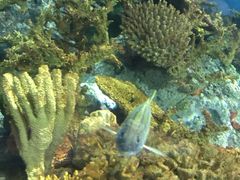 -上海海洋水族馆