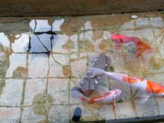 -丽江庭院之爱在路上(西单店)