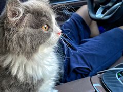 -中农国际动物医院24小时·猫科·骨科·急重症中心