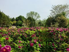-洛阳市隋唐城遗址植物园