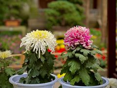 -惠山古镇·寄畅园