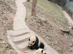 -都江堰中华大熊猫苑