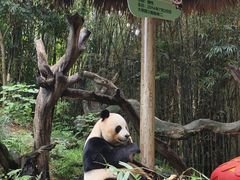 -广州长隆野生动物世界