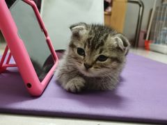 -瑞派宠物医院(搏威敦和院)