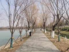 -羊山湖公园