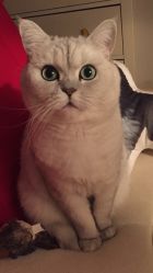 -周忆刺青原创设计定制