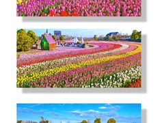 -荷兰花海