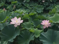 -荆川公园