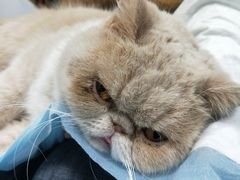 -pd派德宠物中心医院24H急重症·眼科中心·血液透析中心(嵩山北路店)