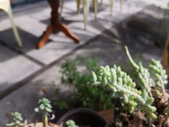 可愛小肉肉-NOTOOCAFE不二咖啡馆(岩前店)